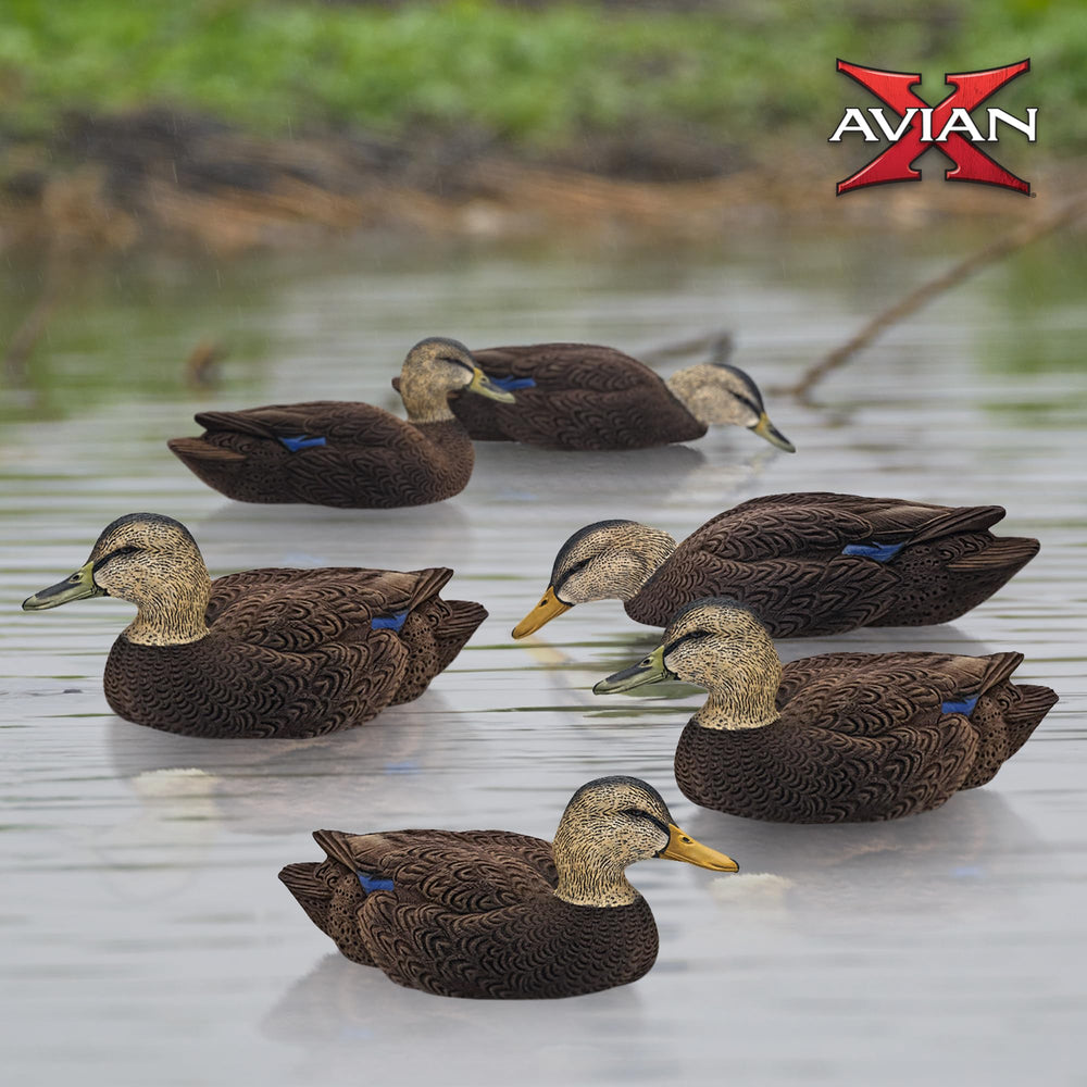 Avian-X Topflight Black Duck Decoys Flock Assembly image shows all six postures together.