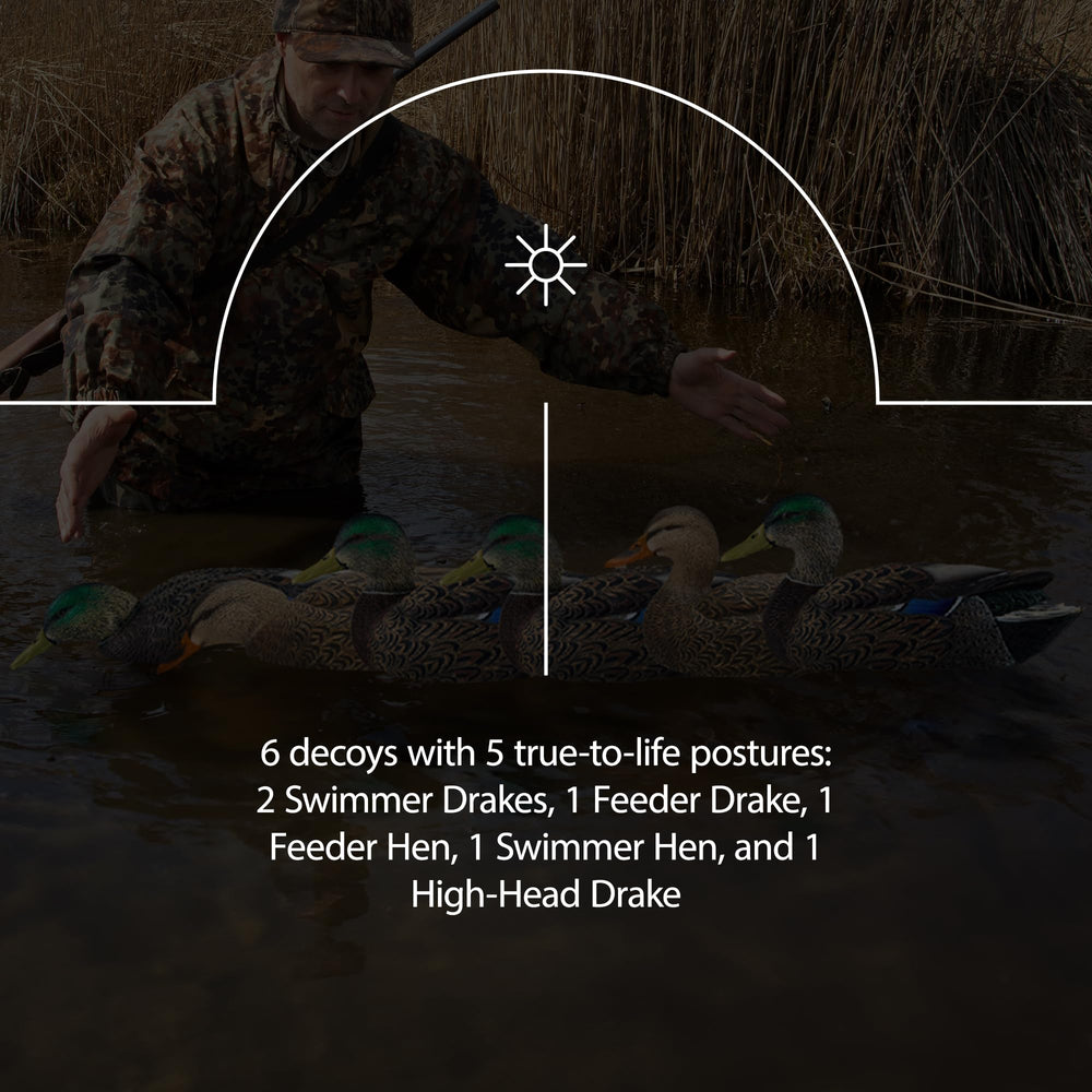 Avian-X feeder drake decoy enhances spread with feeding posture.