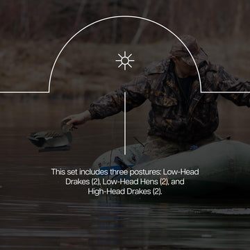 Avian-X Gadwall paint-detail decoy showcases meticulous feather patterns and sheen.