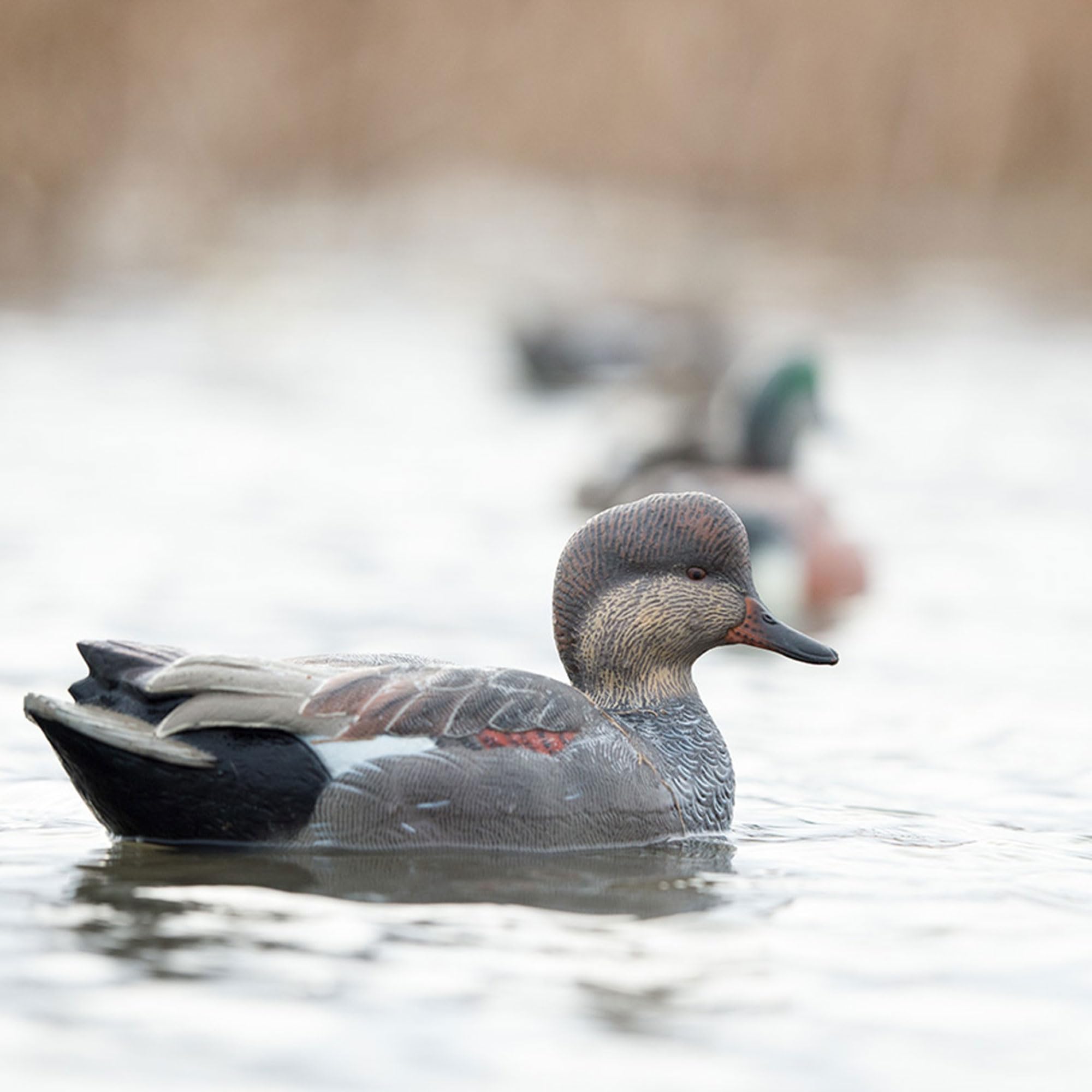 Avian-X Gadwall realistic water motion decoy adds life-like movement to the spread.