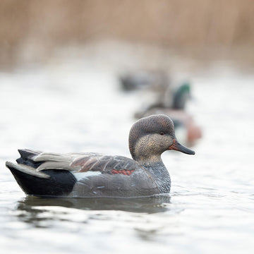 Avian-X Gadwall realistic water motion decoy adds life-like movement to the spread.