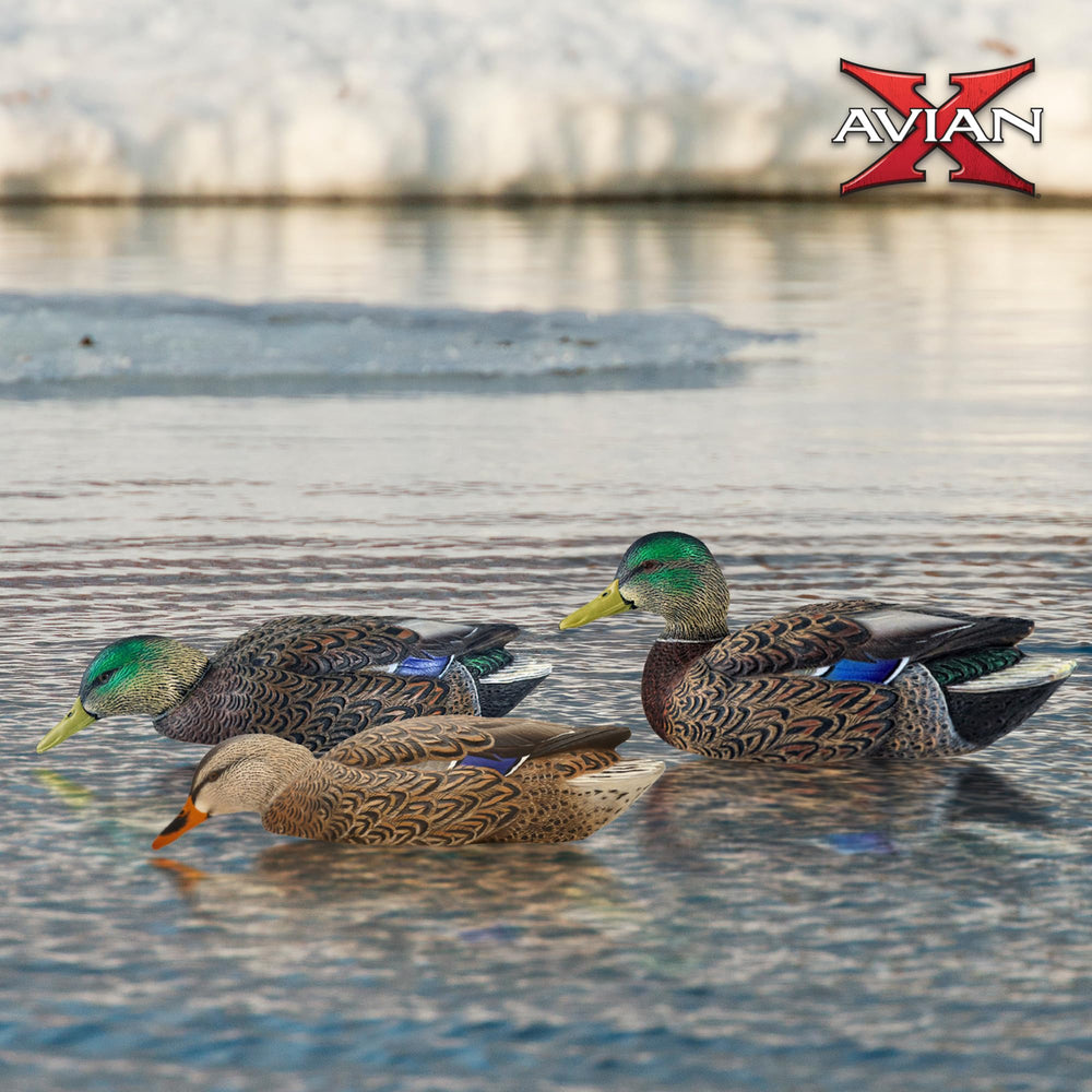 Avian-X high-head drake decoy stands out for improved visibility.