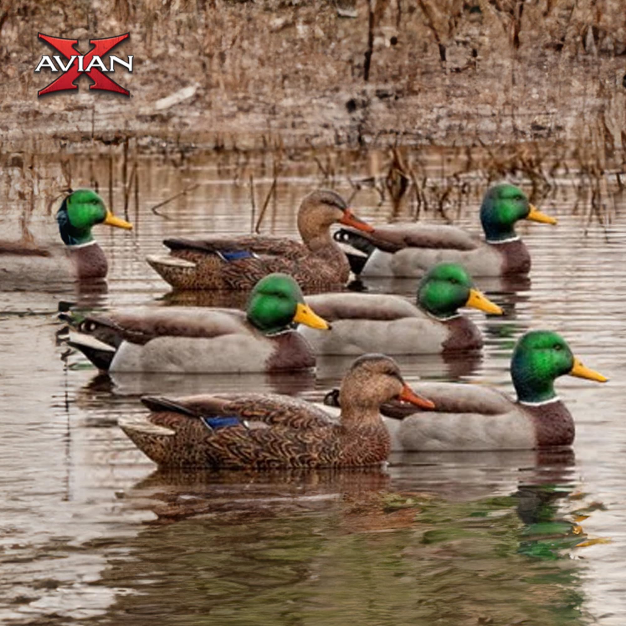 Avian-X Topflight high-head hen delivers contrast in the group.