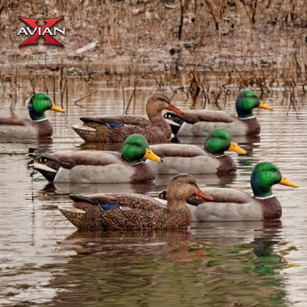Avian-X Topflight high-head hen delivers contrast in the group.