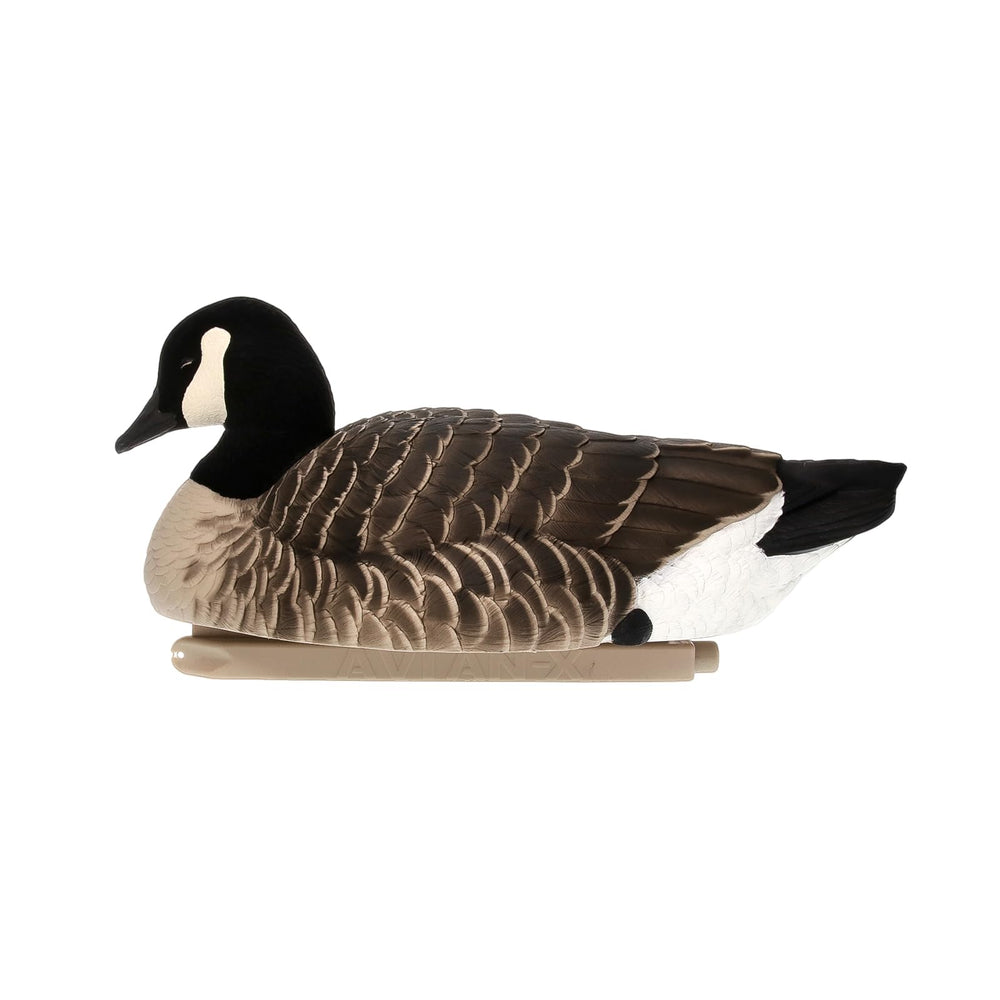 Avian-X Topflight Lesser Low-Head decoy adds natural depth to a spread.