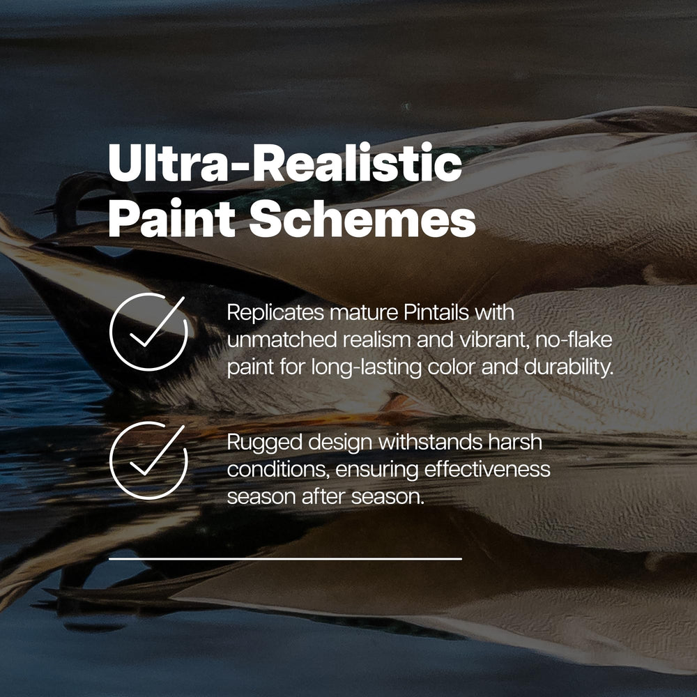 Avian-X Topflight Pintail drake low-head water decoy blends with live ducks.
