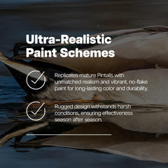 Avian-X Topflight Pintail drake low-head water decoy blends with live ducks.