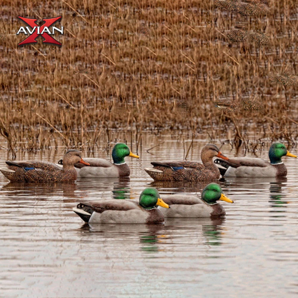 Avian-X Topflight swimmer hen adds movement variety to the flock.