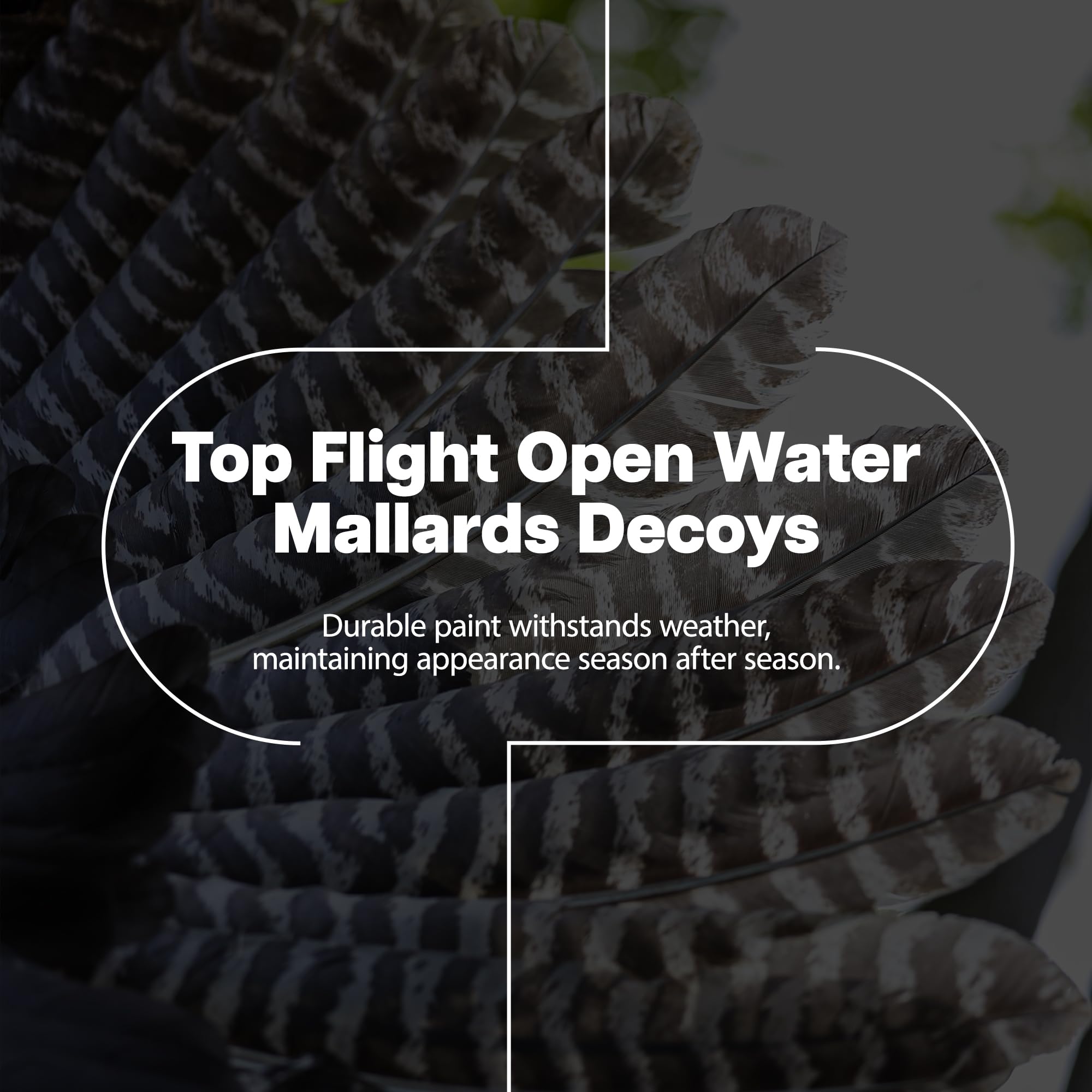Avian-X Topflight decoys feature ultra-realistic mallard plumage for convincing field setups.