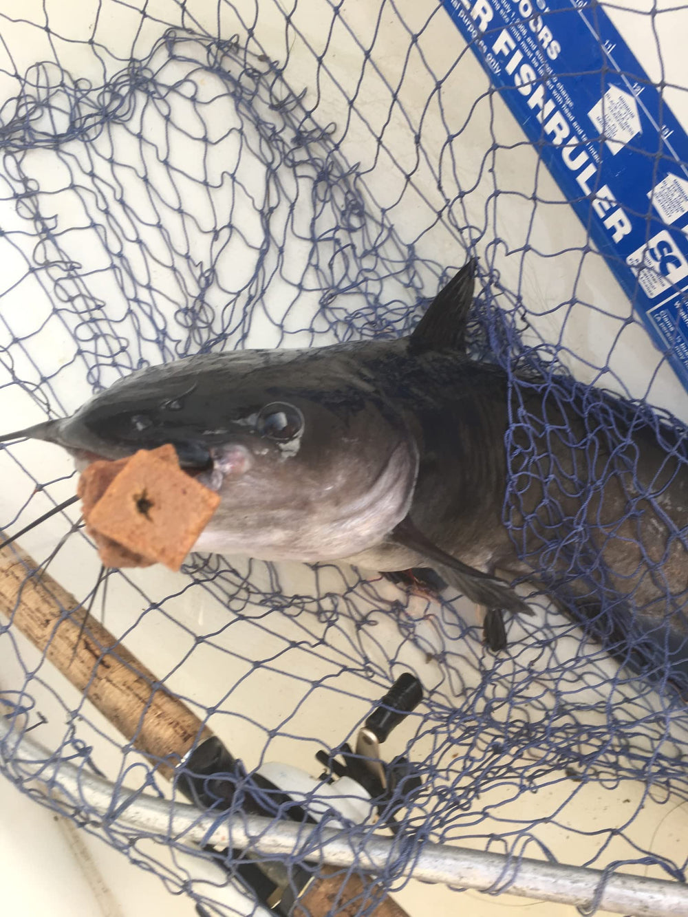 Bait Binder Catfish Cubes marinate longer to increase aroma and attraction.