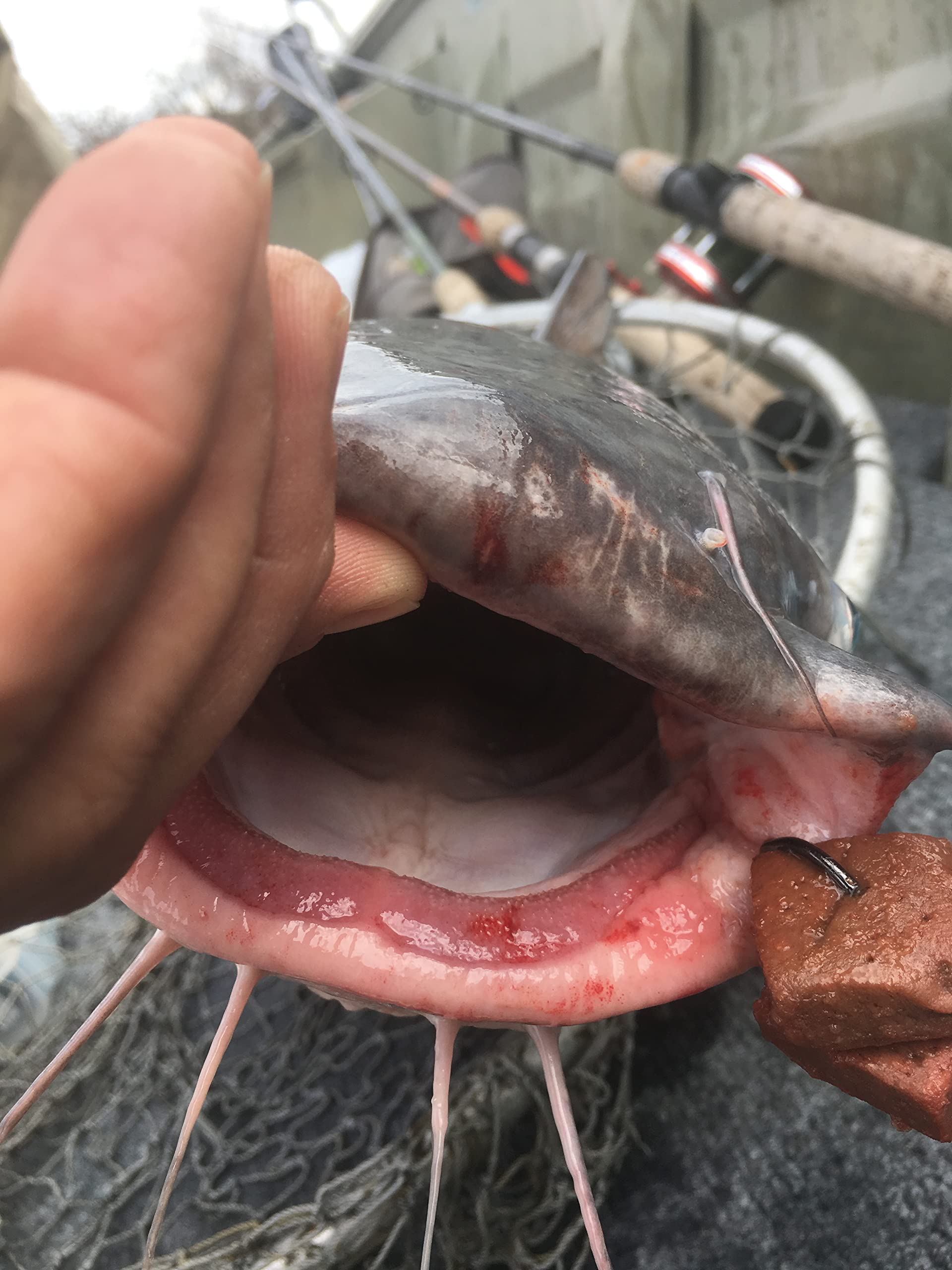 Bait Binder Catfish Cubes come in a resealable container for fresh unused portions.