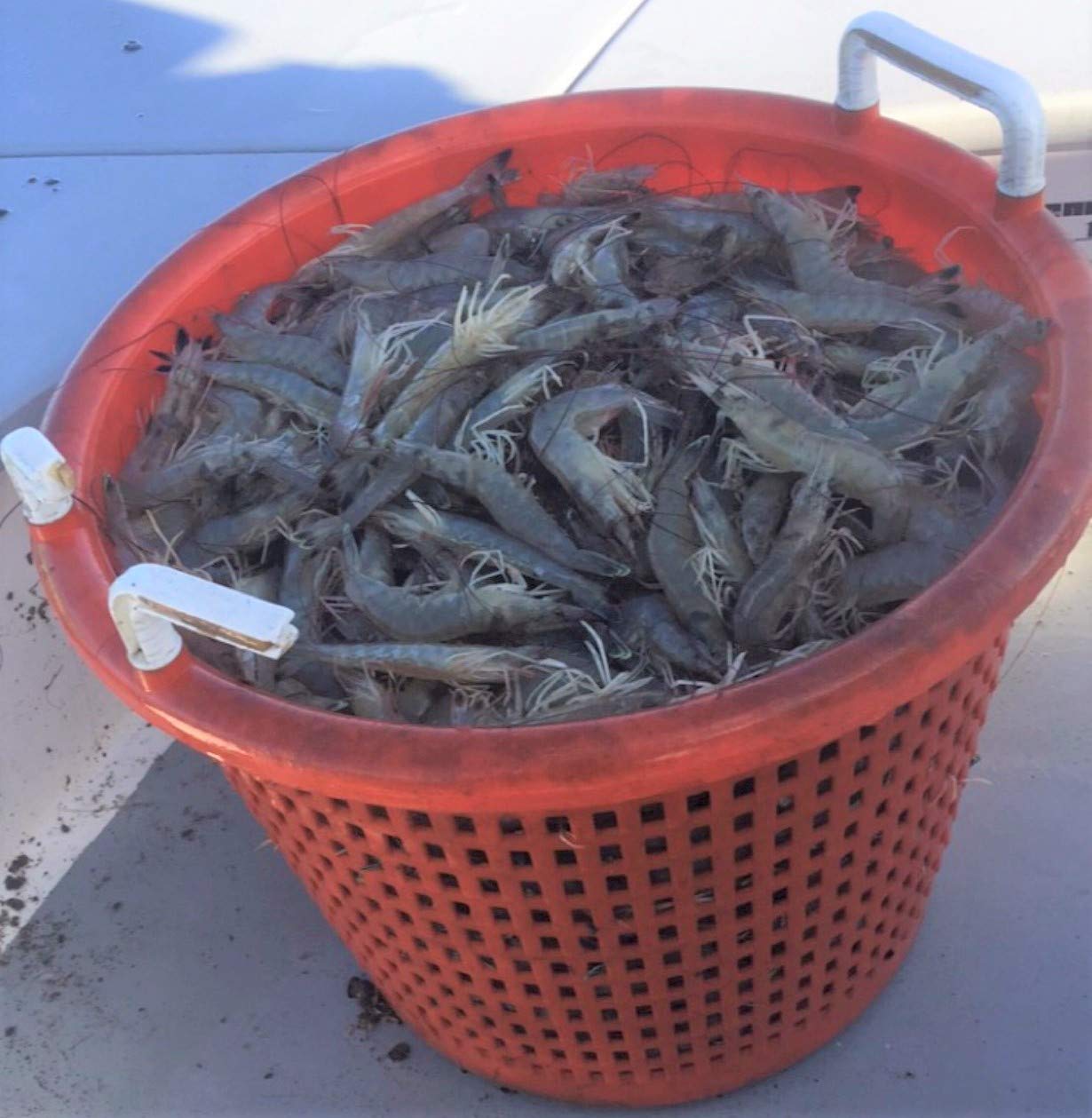 Bait Binder Fish Chum Kit Original durable bag protects contents during shipping