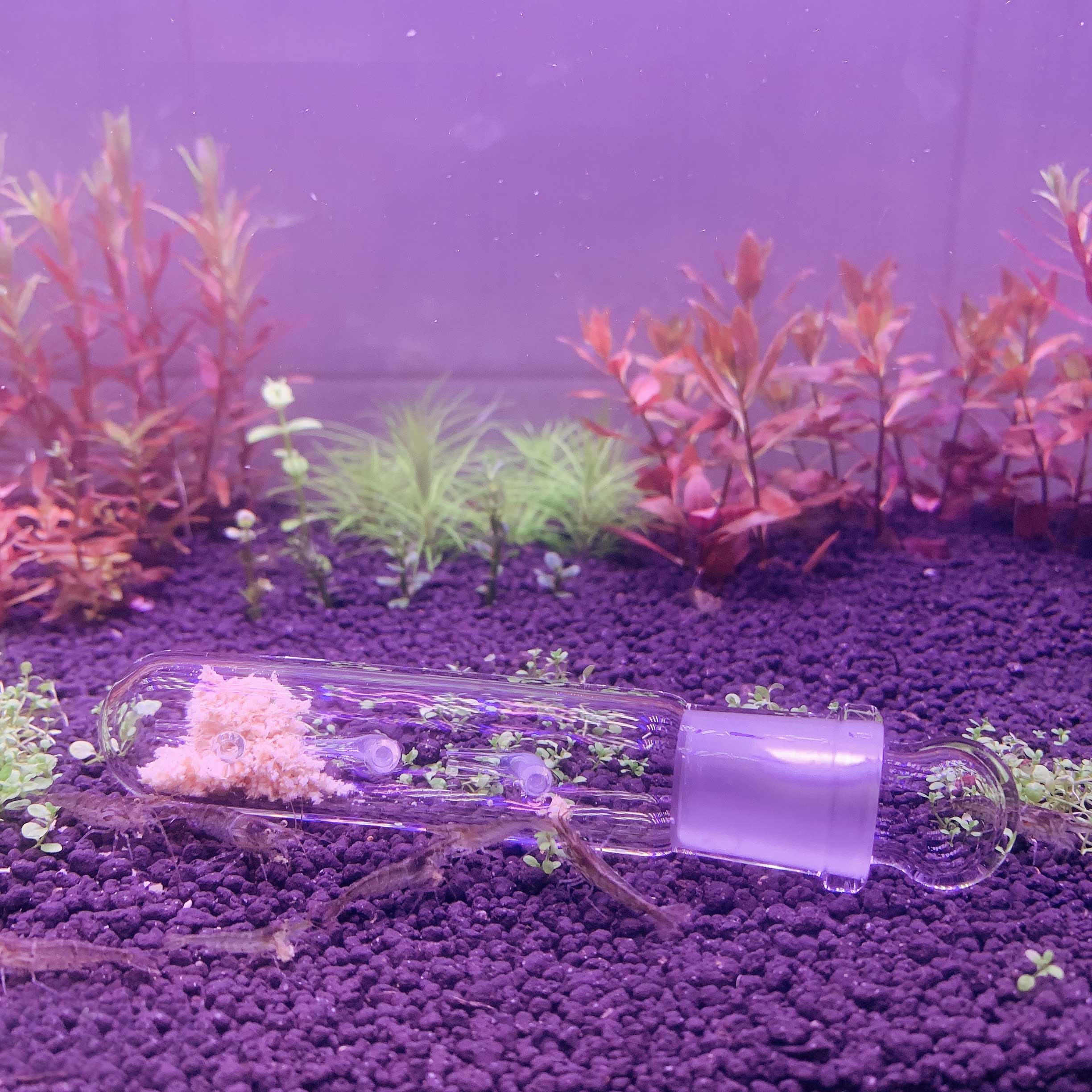 Bait placement inside top bulb of planaria trap
