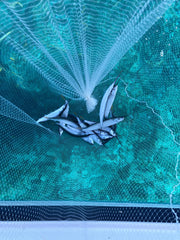 Ballyhoo Bait Net in use: easy to deploy and non-spooking