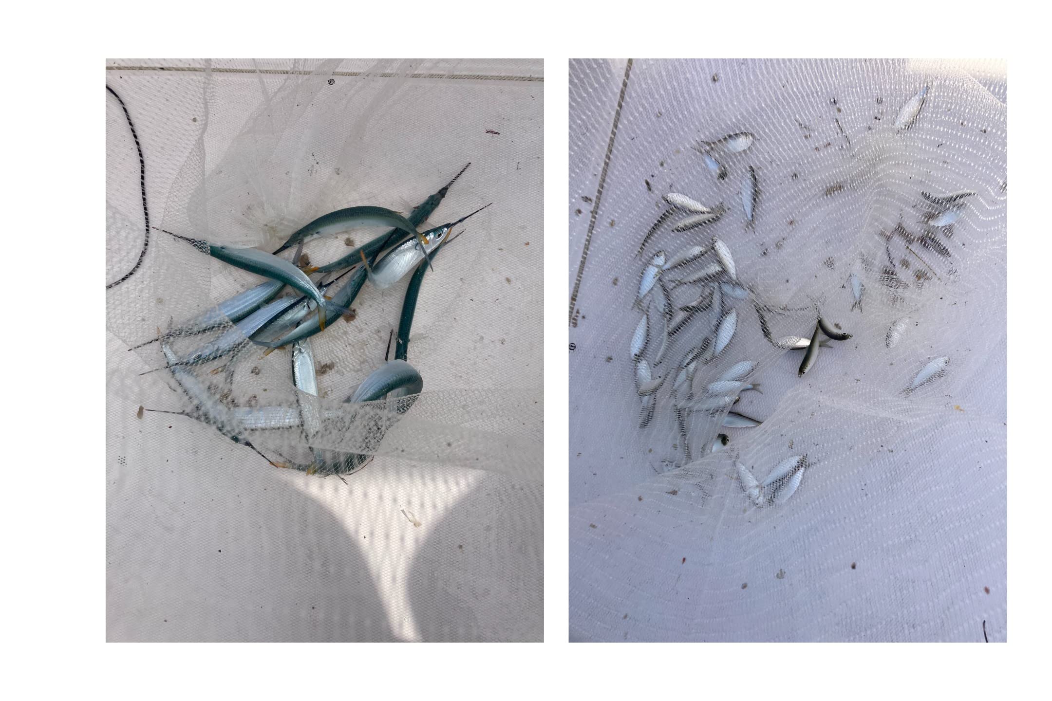 Gentler than a cast net to keep bait healthy