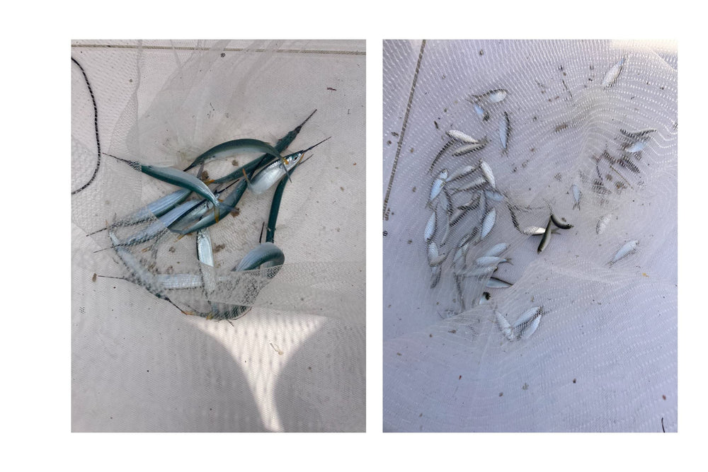 Gentler than a cast net to keep bait healthy