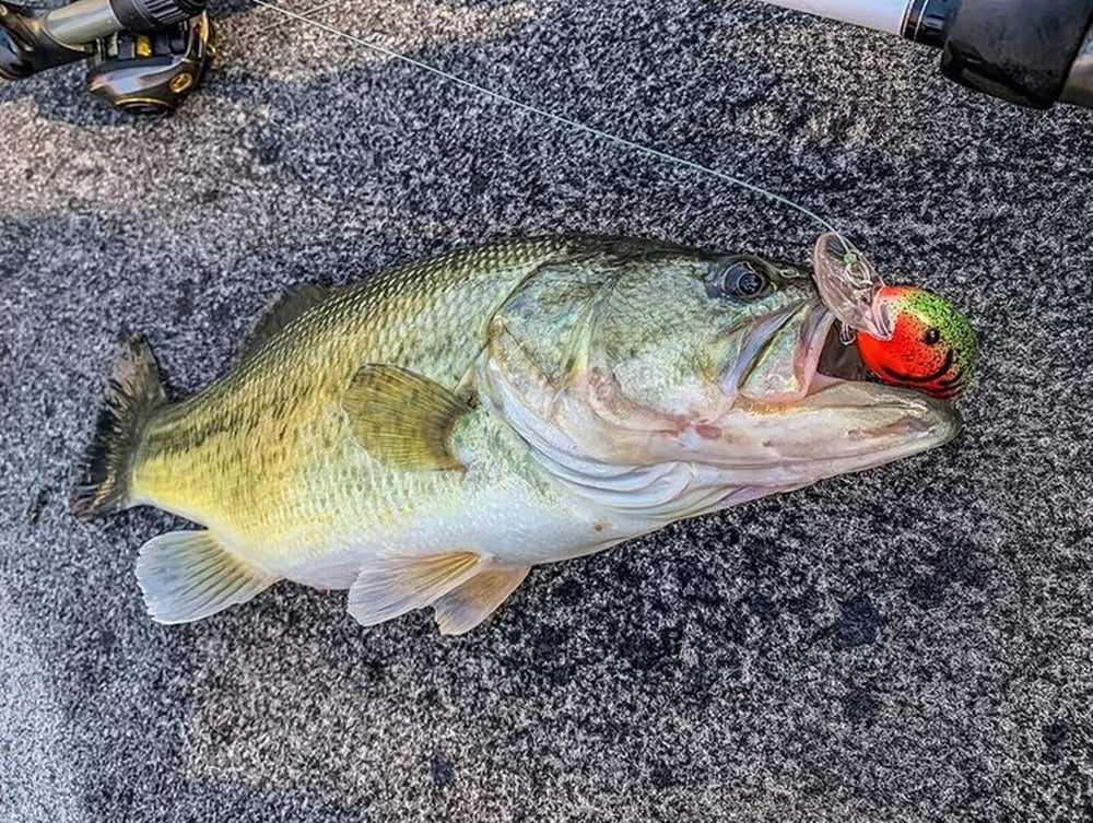 Bandit Lures 100-series crankbait diving 2 to 5 feet for shallow bass near cover