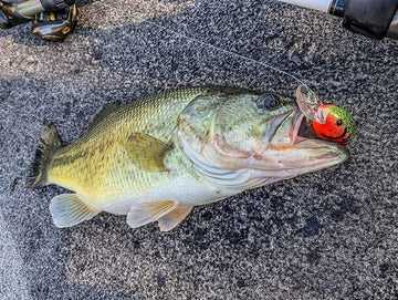 Bandit Lures 200 crankbait, side profile, optimized for snag-resistant action and panicky swimming