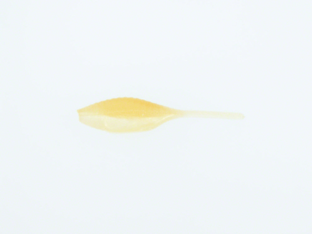 Bass Assassin Tiny Shad lure pack in chartreuse flash and Arkansas shiner; ideal for attracting bass.