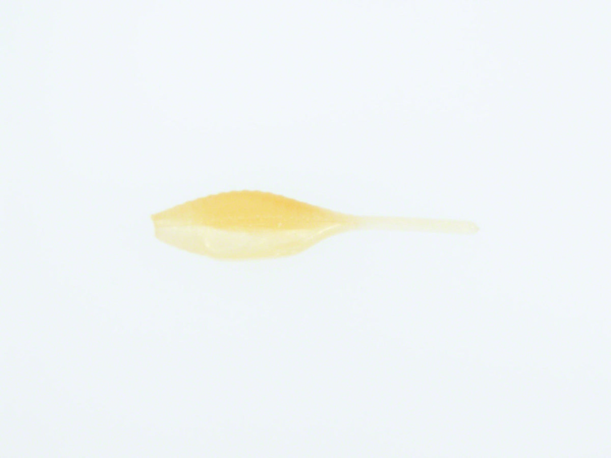 Bass Assassin Tiny Shad lure pack in chartreuse flash and Arkansas shiner; ideal for attracting bass.