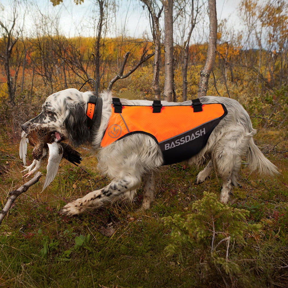 BASSDASH Dog Safety Vest in-use during hunting demonstrates practical chest protection