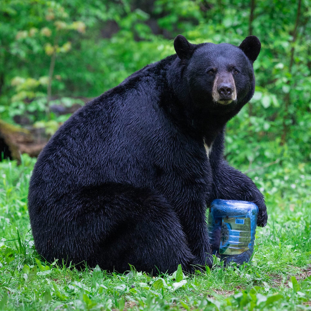 BearVault BV500 Journey doubles as a camp stool for resting after hikes