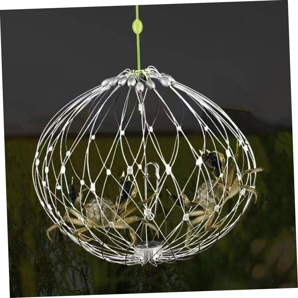 BELLIFFY shrimp trap designed for versatile, multi-species use