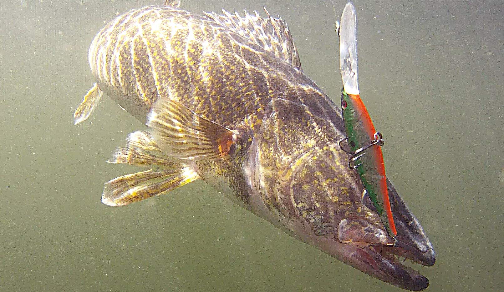 Sturdy build of Berkley Flicker Minnow for durable fishing use