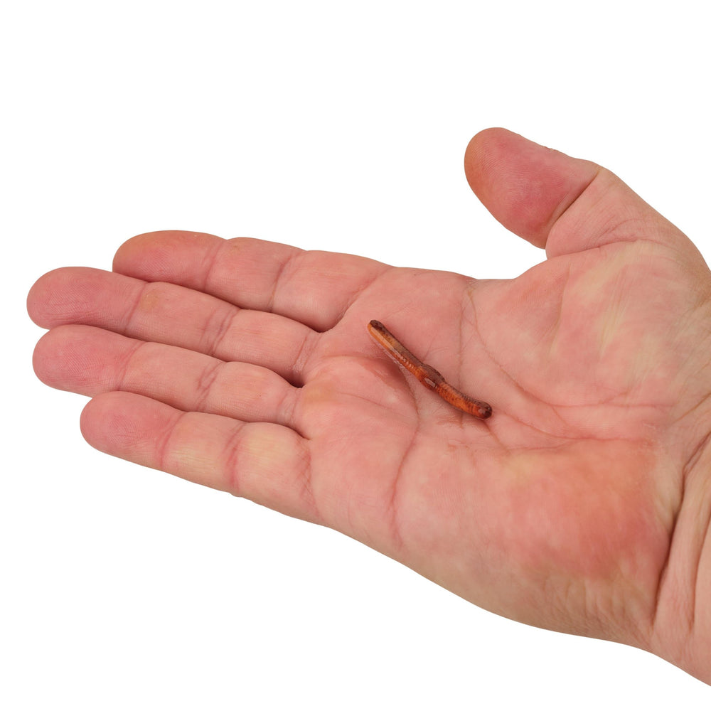 Berkley Gulp Alive Fat Floating Trout Worm floating in water column