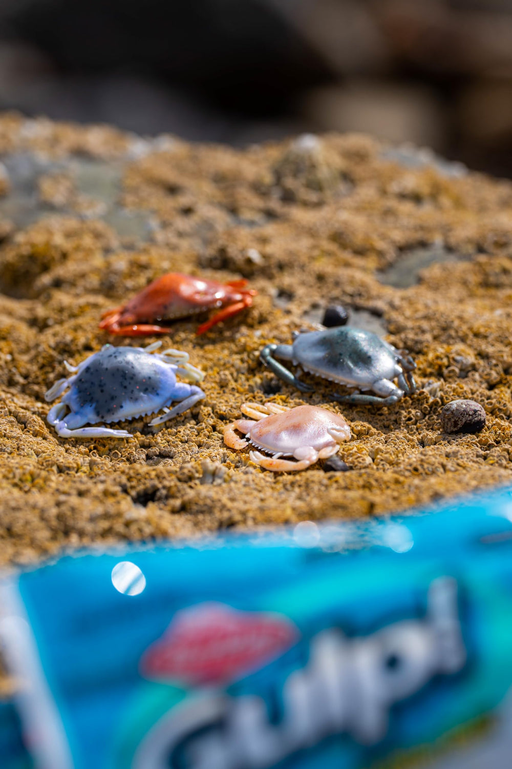Berkley Gulp! Saltwater Crab Amber Glow 2in angled shot highlights color and form.