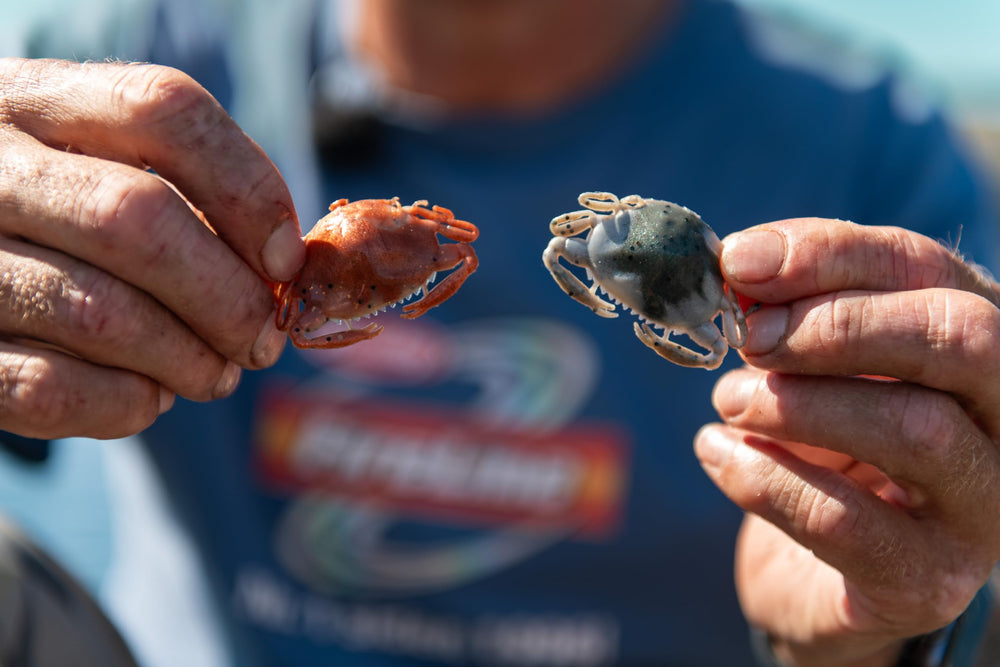 Berkley Gulp! Amber Glow crab in water illustrates appealing action during retrieval.