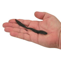 Berkley Gulp! Jumbo Leech flutter action attracts bites on walleye and bass.