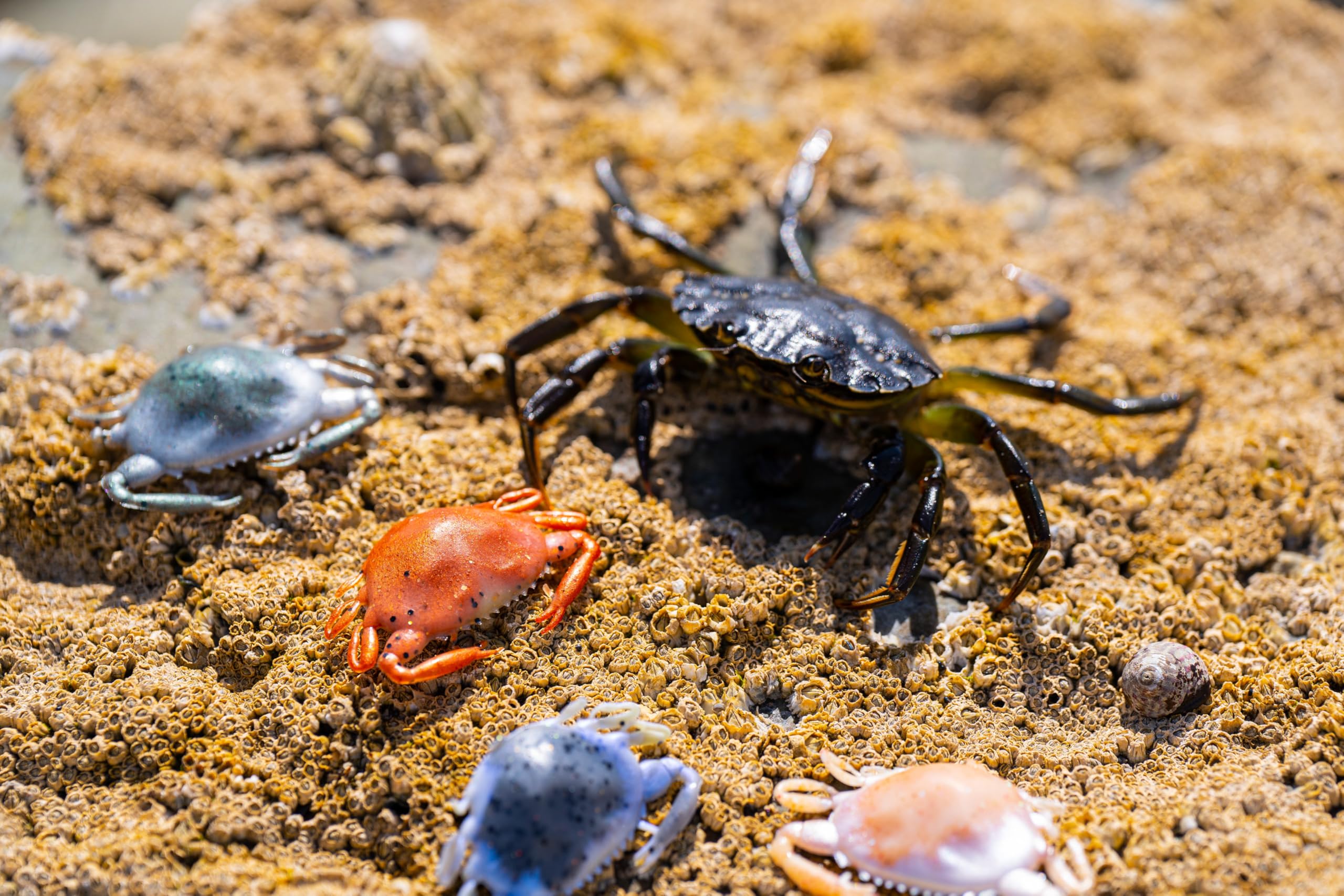 Berkley Gulp! Peeler Crab 2in live-crab look attracts bites.