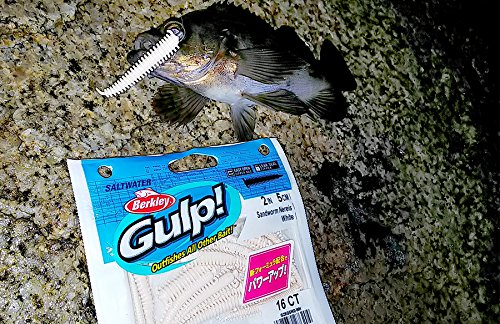 Berkley Gulp! SW Sandworm 2-inch natural Ajing packaging showing 16-bait pack for versatile rigs