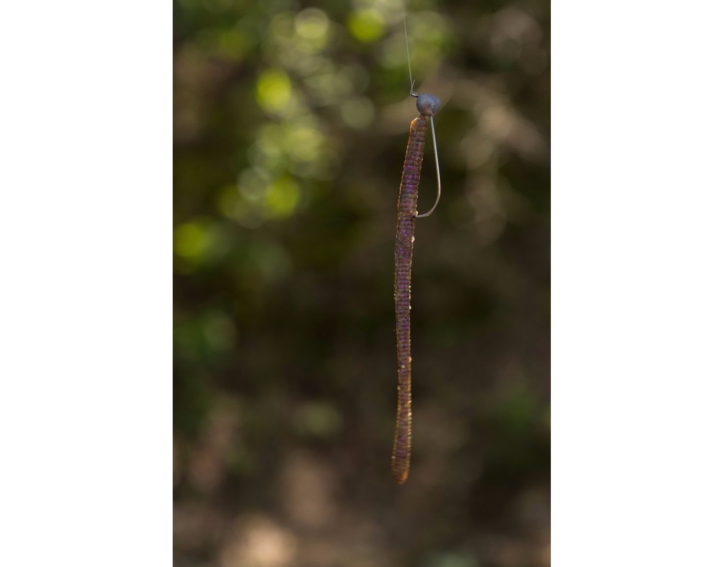 Berkley PowerBait MaxScent D-Worm with shaky head compatibility for multi-fish hookups.