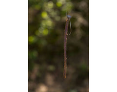 Berkley PowerBait MaxScent D-Worm with shaky head compatibility for multi-fish hookups.