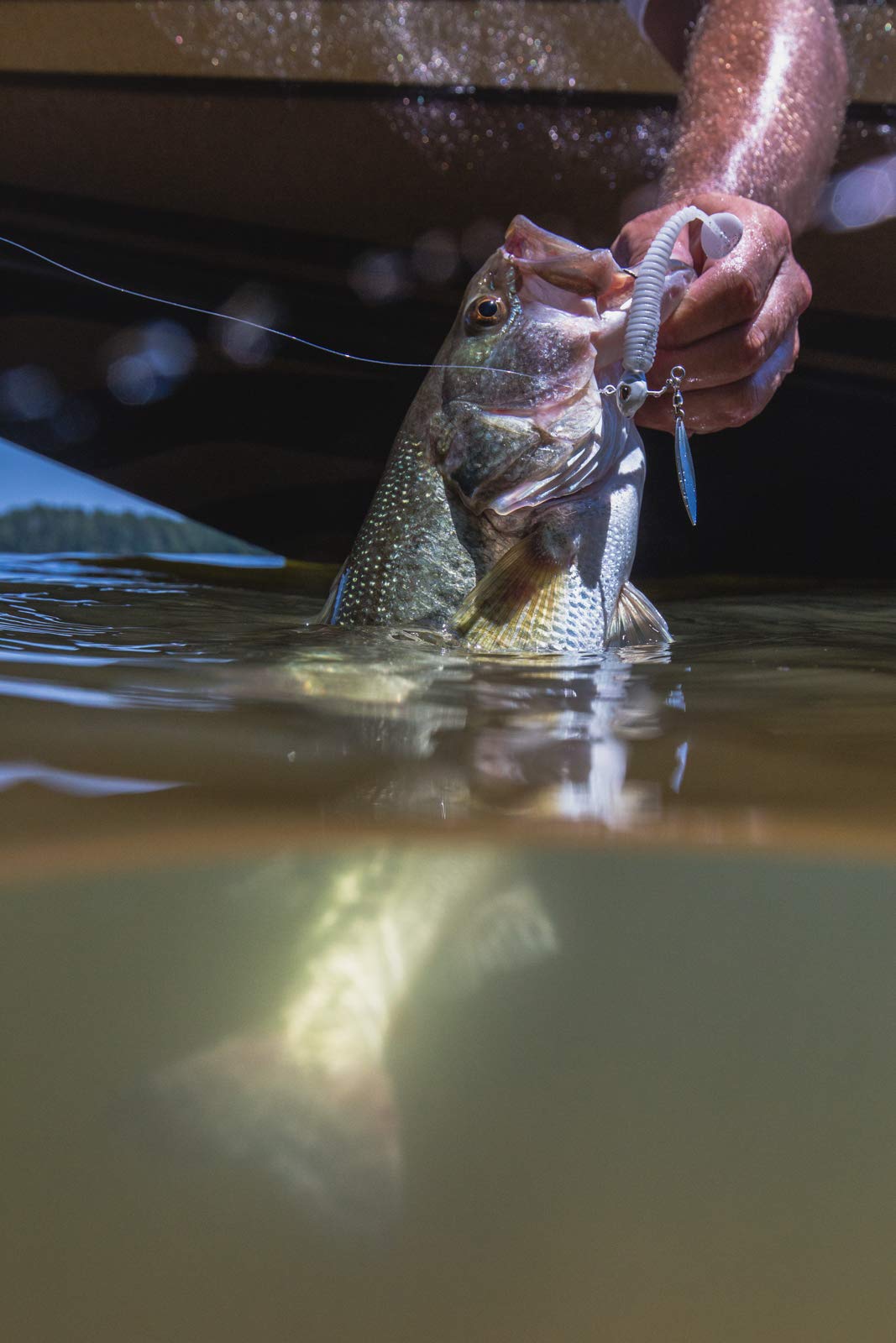 Berkley PowerBait Power Swimmer in water ready for rigging.