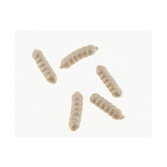 Berkley PowerBait Power Wigglers white bottle, scent-infused bait ready for fishing.