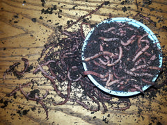 BESTBAIT European Nightcrawlers 2lb bag close-up for reliable bait selection.