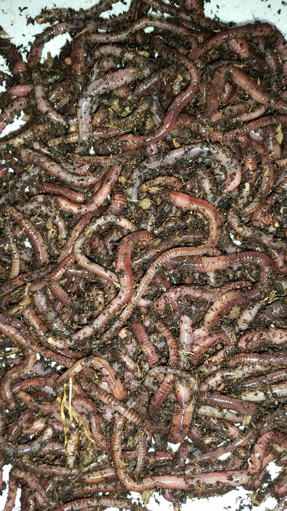 BESTBAIT European Nightcrawlers in breathable packaging preserving vitality for long fishing sessions.