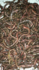 BESTBAIT European Nightcrawlers in breathable packaging preserving vitality for long fishing sessions.