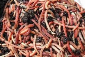 BESTBAIT European Nightcrawlers ideal for panfish in freshwater lakes.