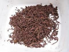 BESTBAIT European Nightcrawlers sized 2–3 inches for versatile use.