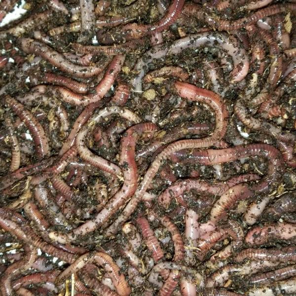 BESTBAIT European Nightcrawlers ready for trout fishing in streams.