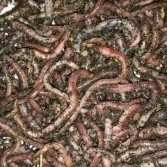 BESTBAIT European Nightcrawlers ready for trout fishing in streams.