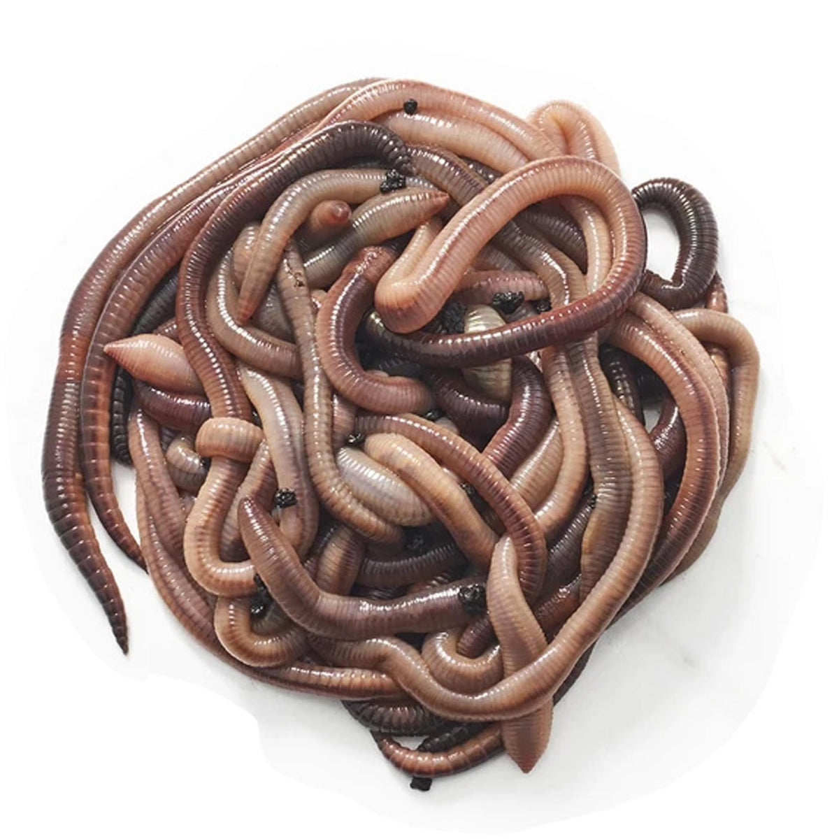 BESTBAIT nightcrawlers 4-6 inch bait for dependable lake fishing.