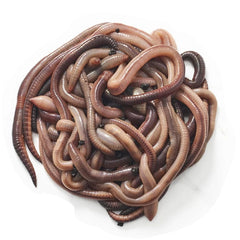 BESTBAIT nightcrawlers 4-6 inch bait for dependable lake fishing.