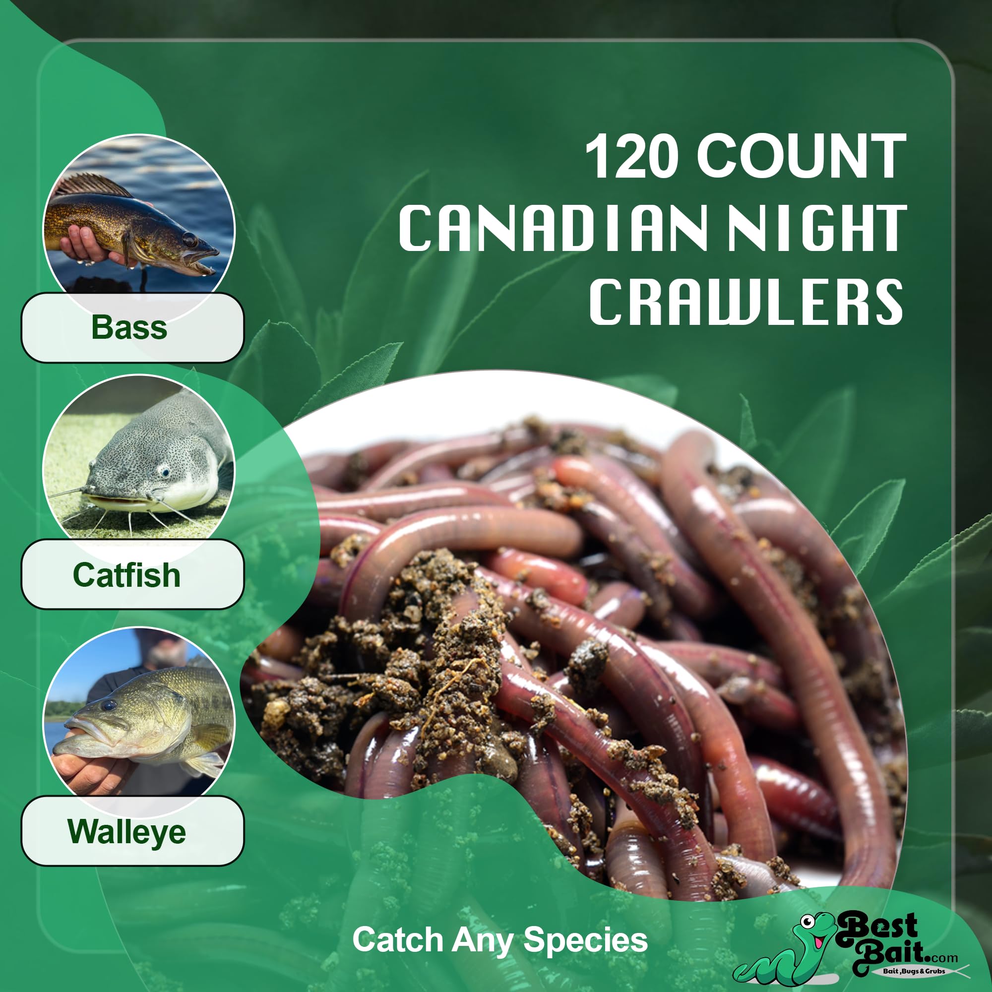BESTBAIT nightcrawlers ideal for trout, bass and panfish.