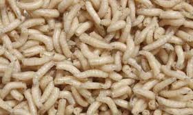 Bestbait Spikes maggots white live bait for ice fishing