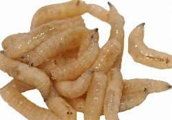 White maggots Spikes Calliphora Vicina for pan fishing and trout